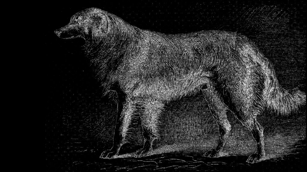 The collie: its history, points, and breeding, Dalziel, Hugh, London 1888